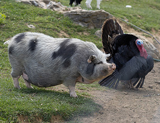 Group of students gathered around farm staff in the barn lot