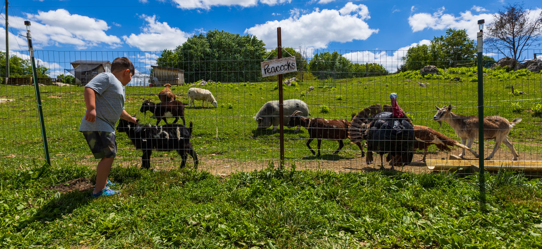 Visitors enjoying a day at The Funny Farm