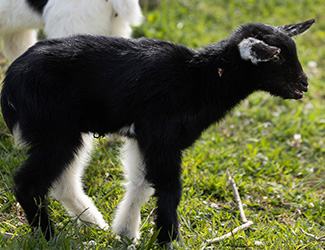 Miniature pony being led at an off-site event
