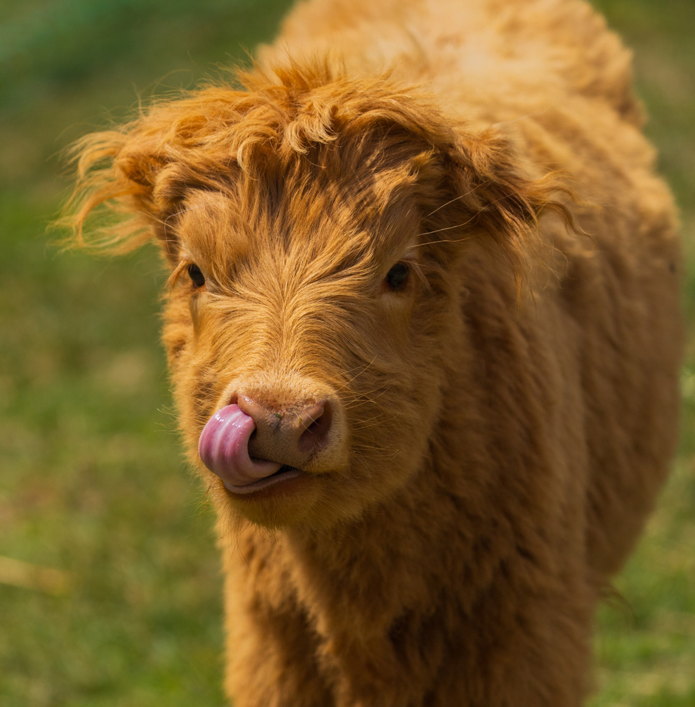 The Funny Farm — animals and visitors