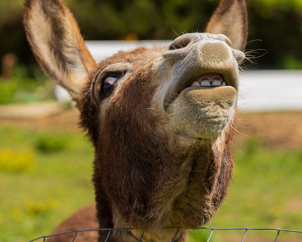 The Funny Farm — visitors with the animals