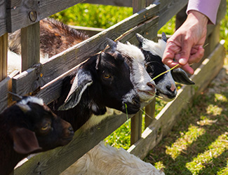 Family hand-feeding goats at the fence
